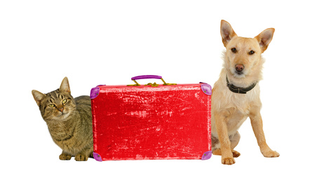 viaggiare_animali