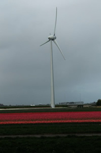 olanda campi tulipani eoliche