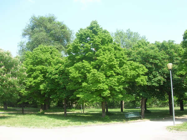 parco_mercatale_pergola_2
