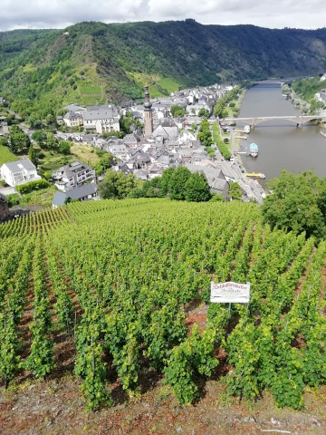 Cochem vista dal castello con vigneti