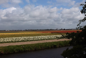 olanda campi tulipani