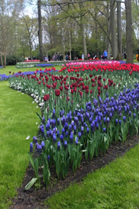 olanda parco di Keukenhof fiori 1