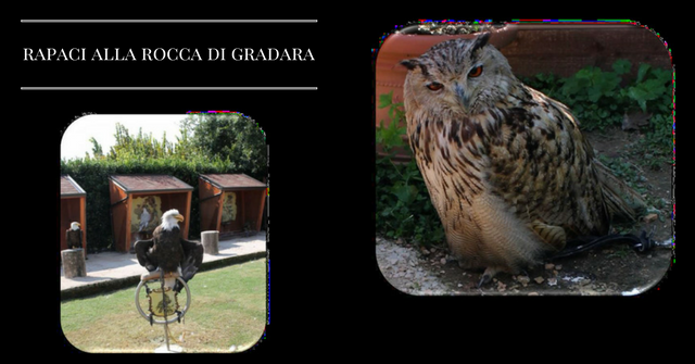 rapaci alla rocca di gradara