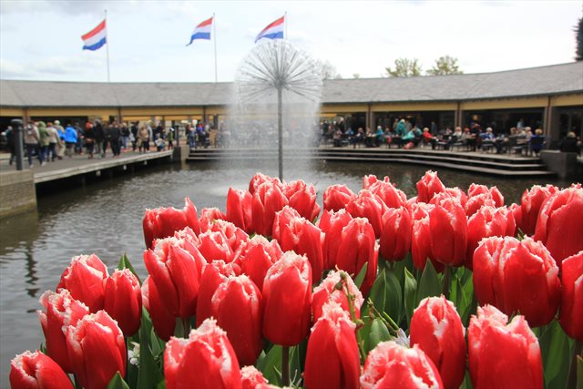 parco Keukenhof scorcio tulipani