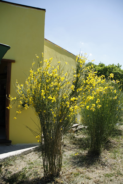 Camping_le_ginestre_ginestre