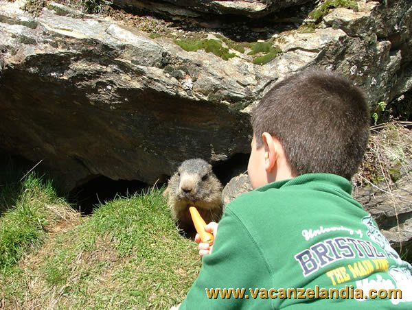 22   lombardia   chiareggio   marmotta filippo