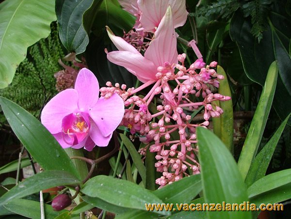 06   veneto   riviera brenta   stra villa pisani   parco   orchidea
